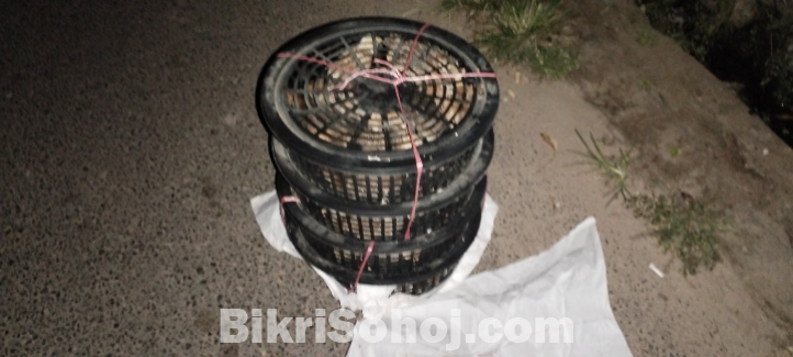 কোয়েল পাখি, মুরগী